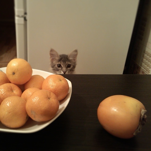 Small kitten's head on the background and tangerines on the foreground