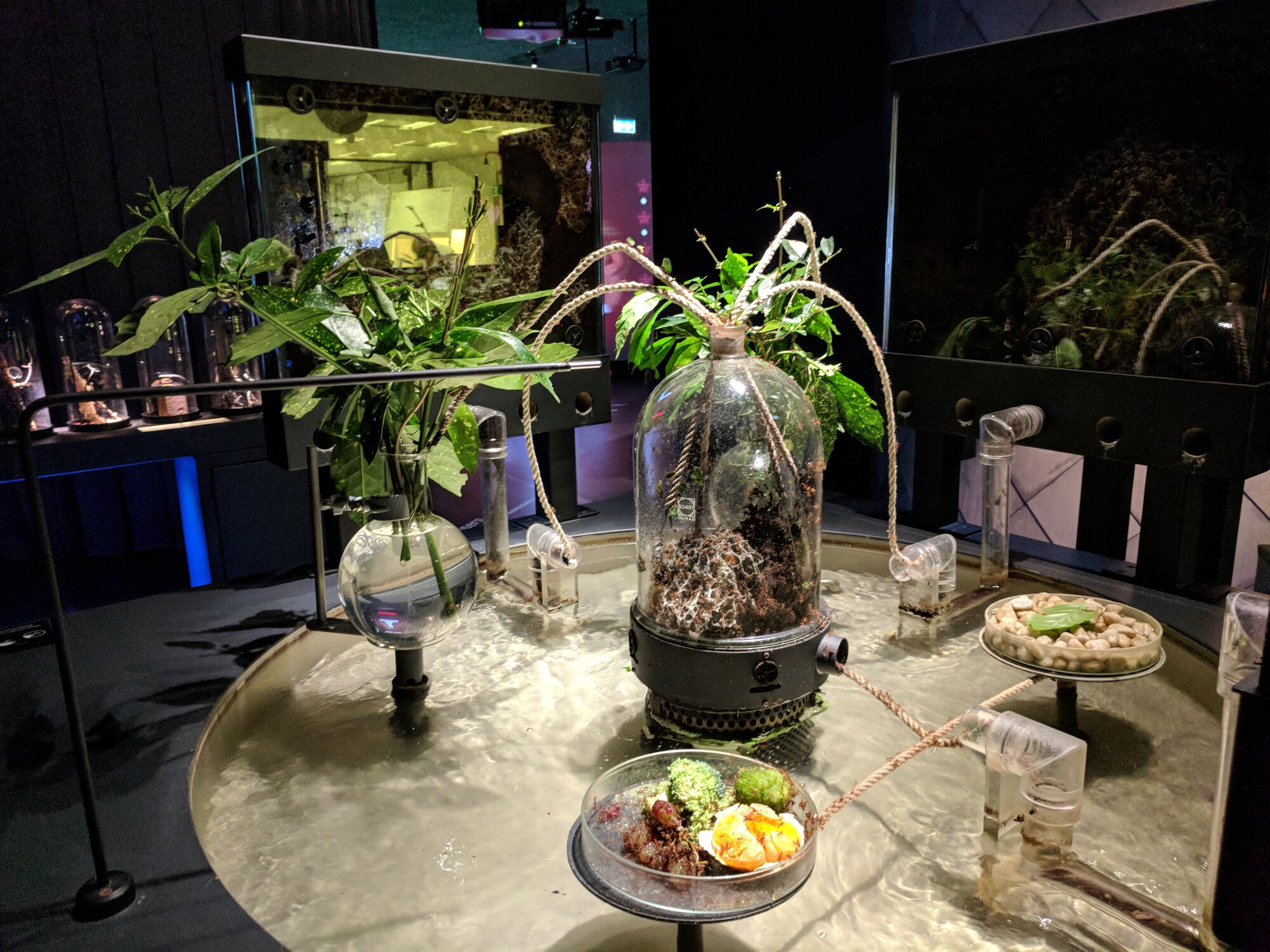 A huge exhibition of ants