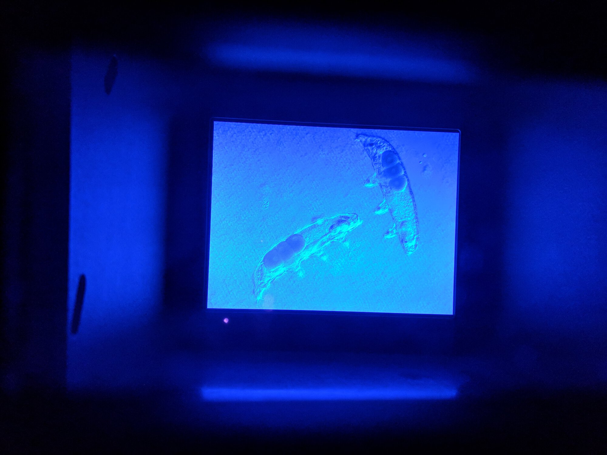 A picture of a microbe