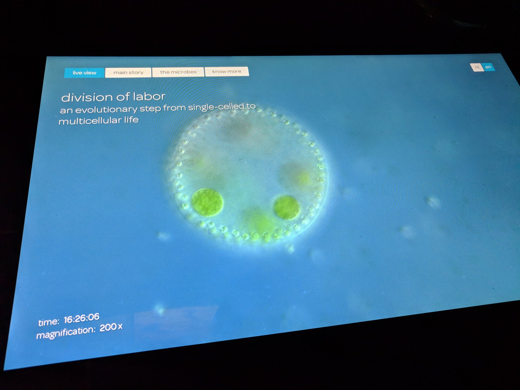 Interactive video with explanation of an evolutionary step from single-celled to multicelluar life