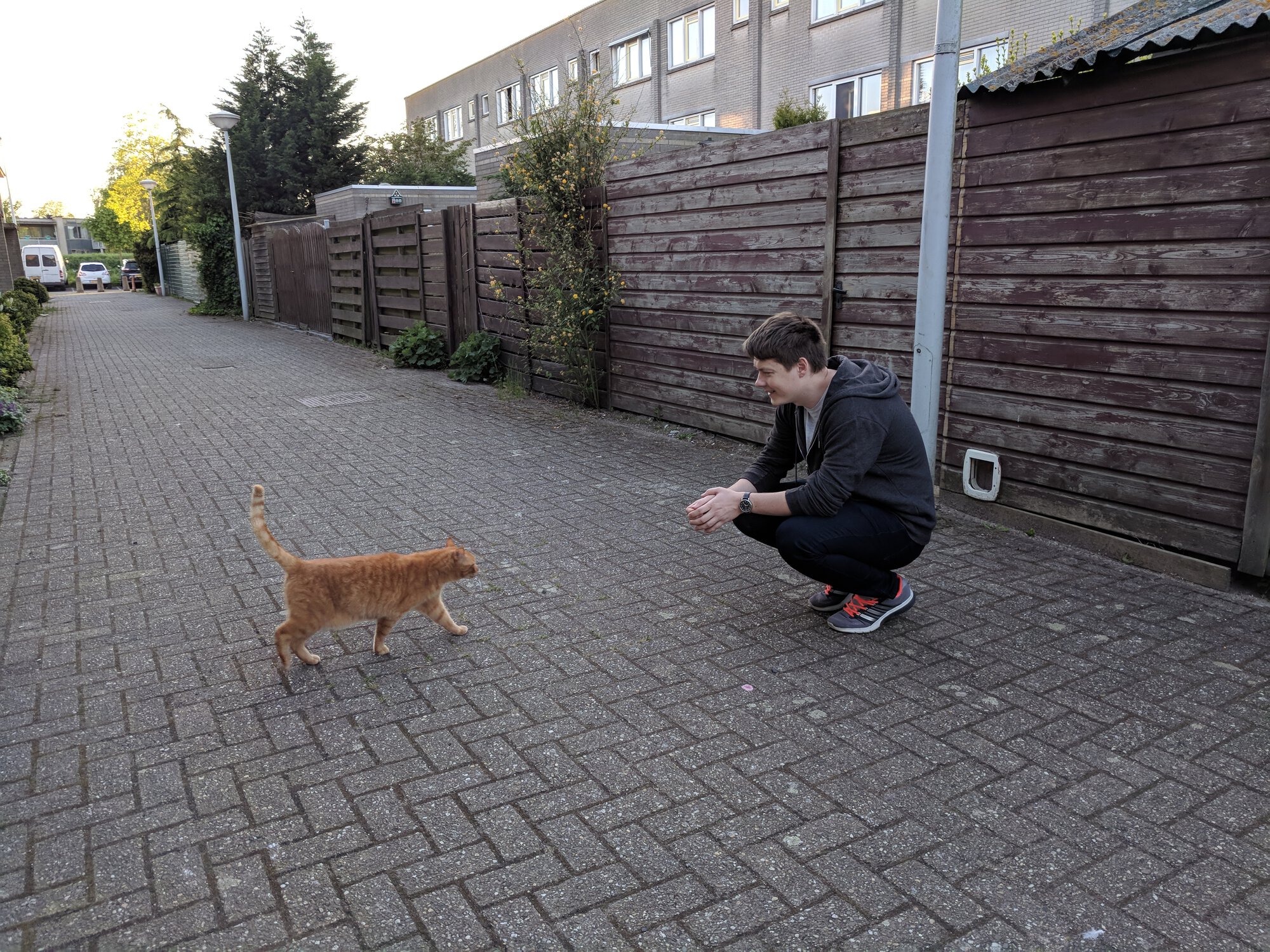A cat approaching Dima
