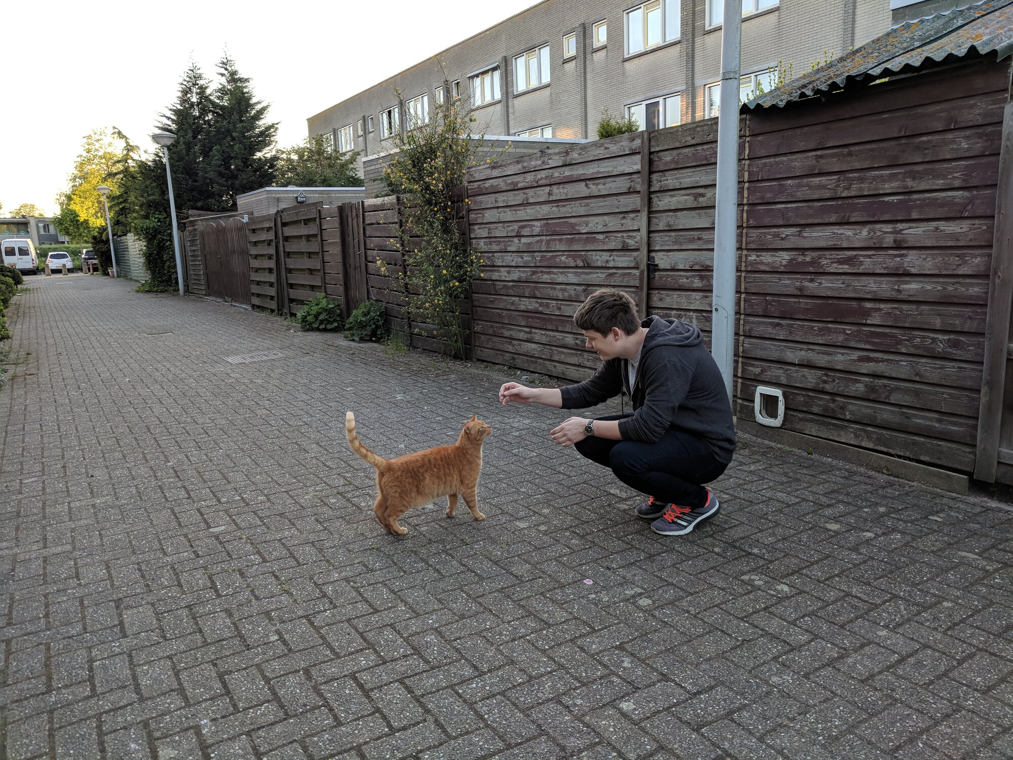 Dima is ready to pet the cat