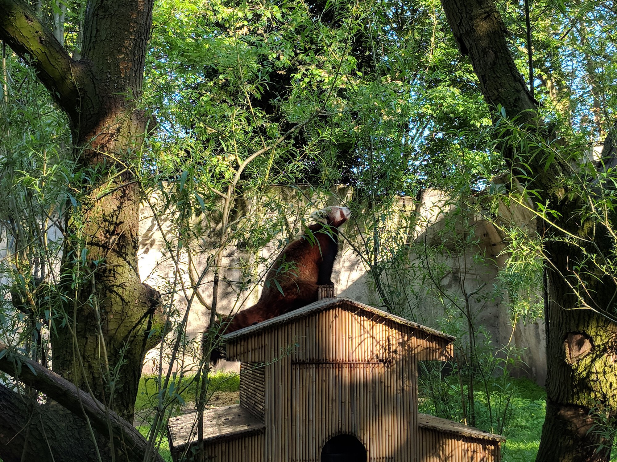 Red Panda sniffing leaves