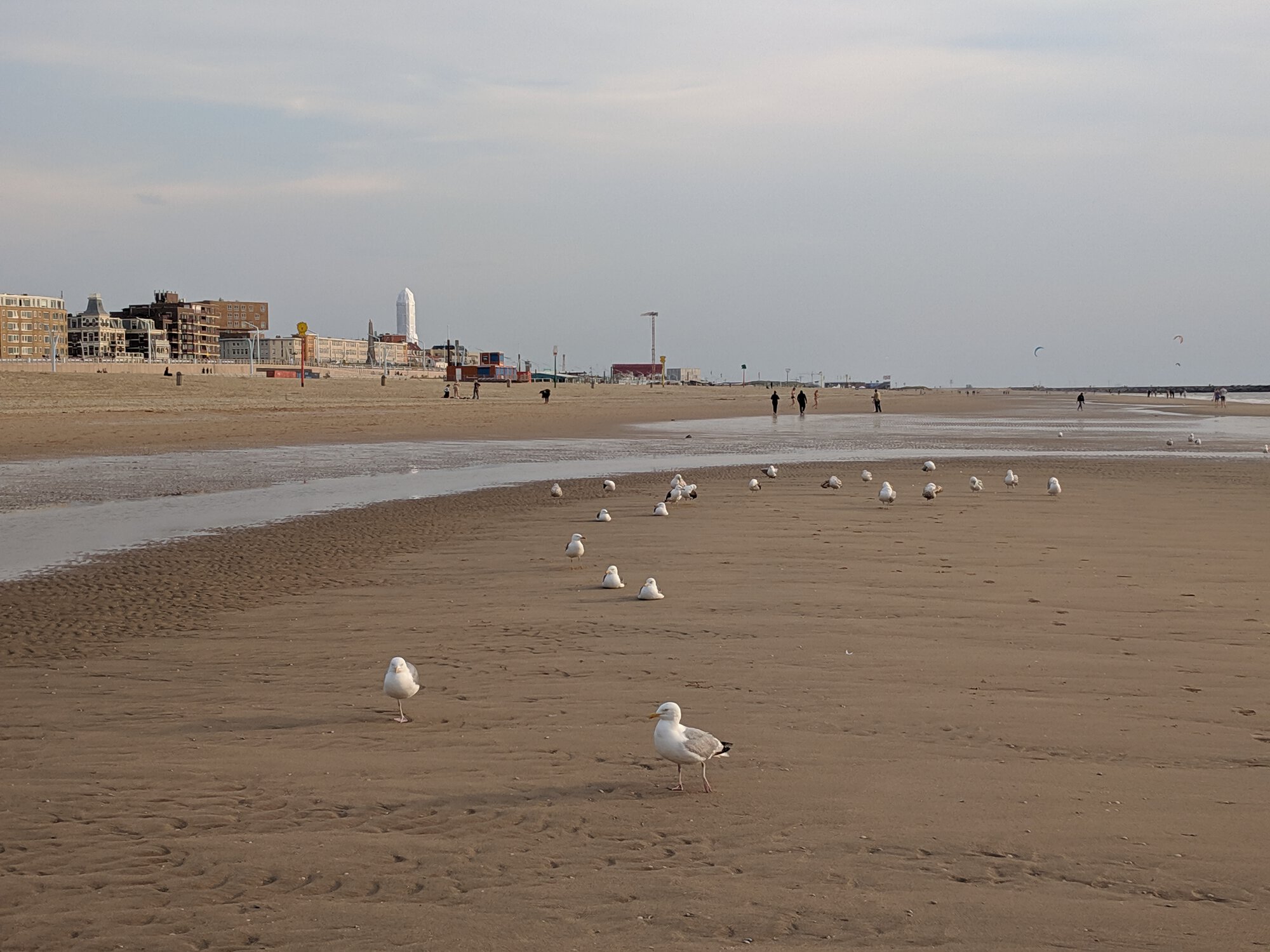 Photo of birds on the beach and some buildings on the background