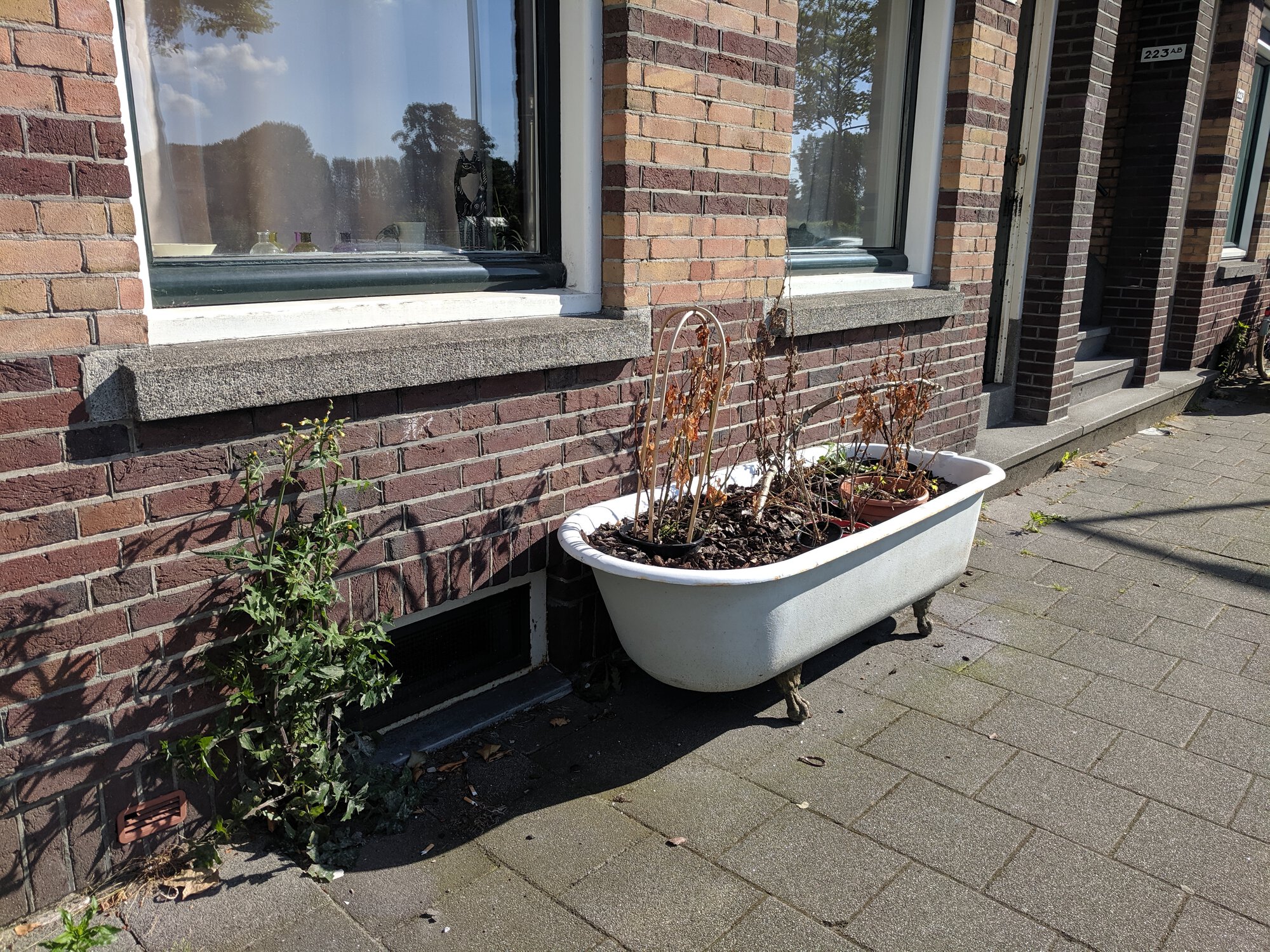 Some plants in a big bath on a street