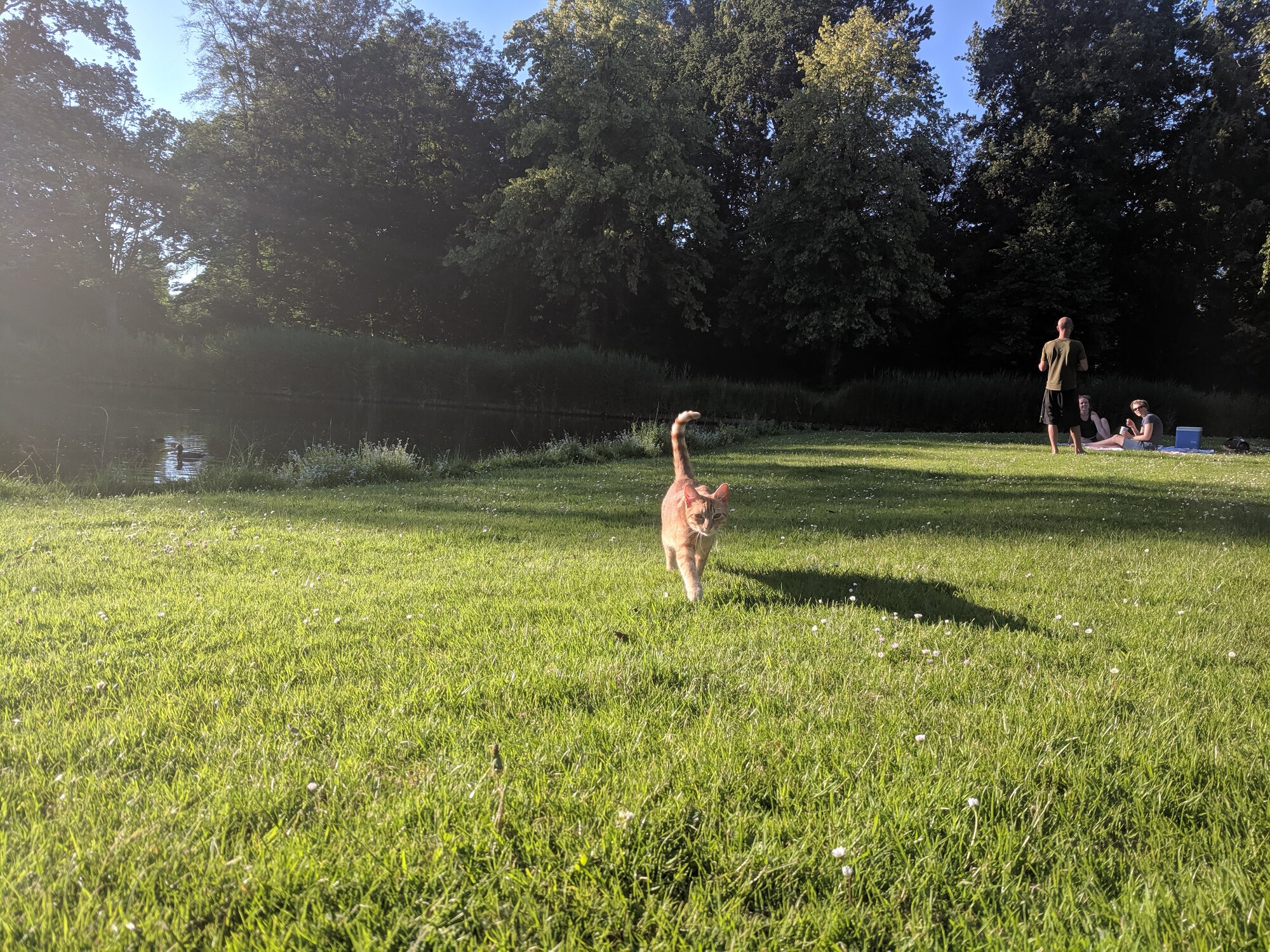 A red cat approaching photographer, people on the background having a picnic