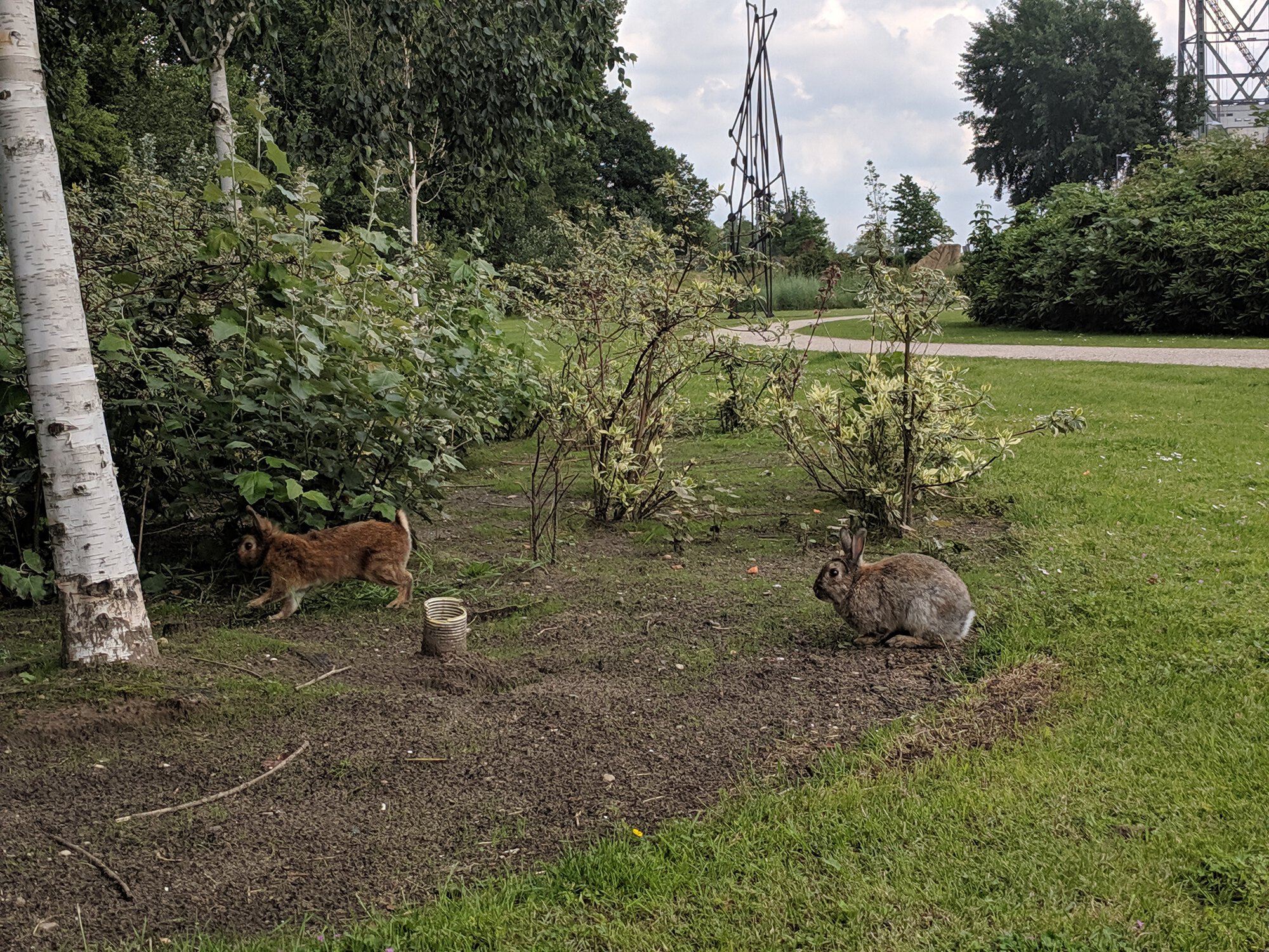 Rabbits in a park