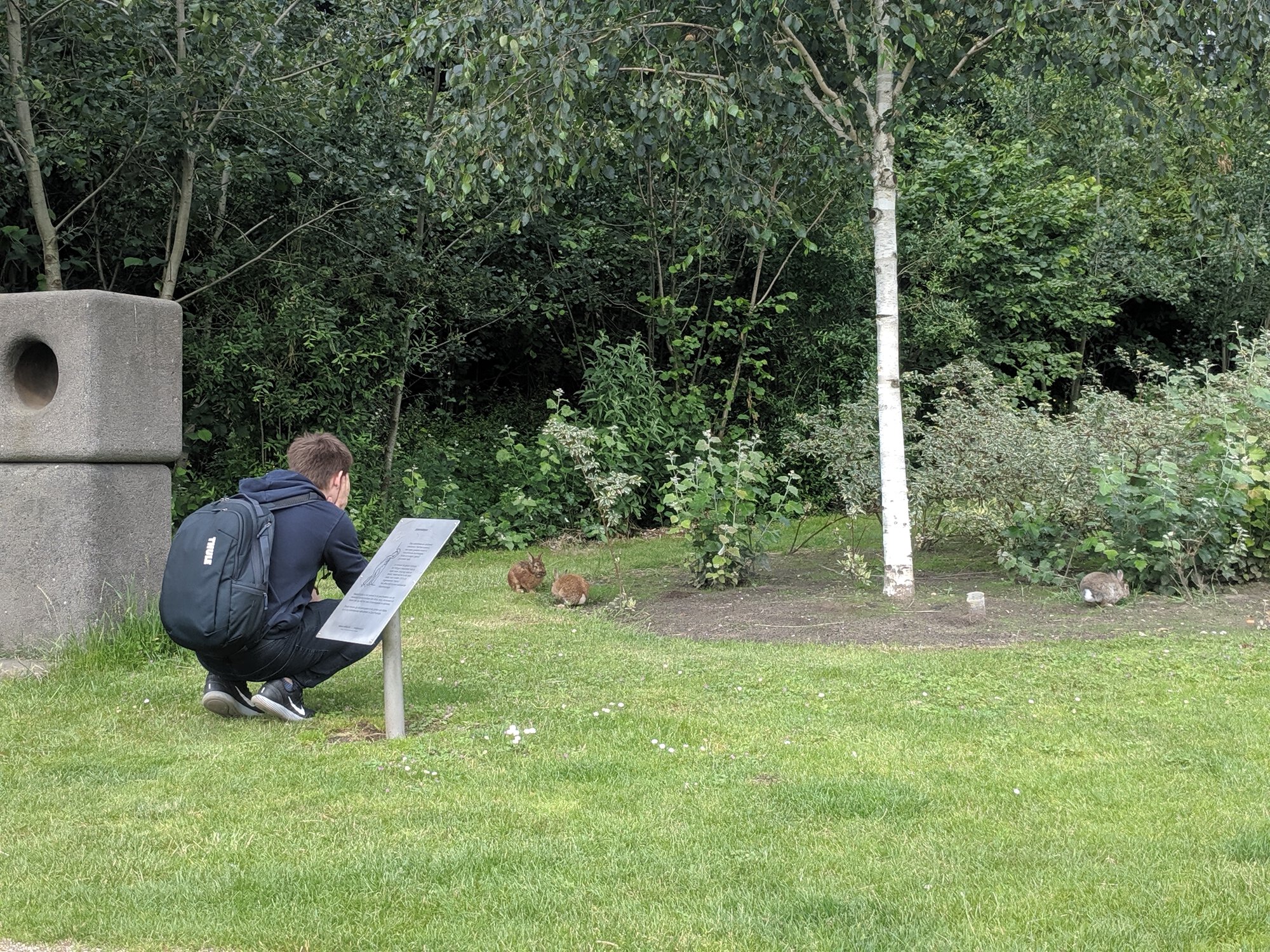 Dima is approaching rabbits with intention to pet