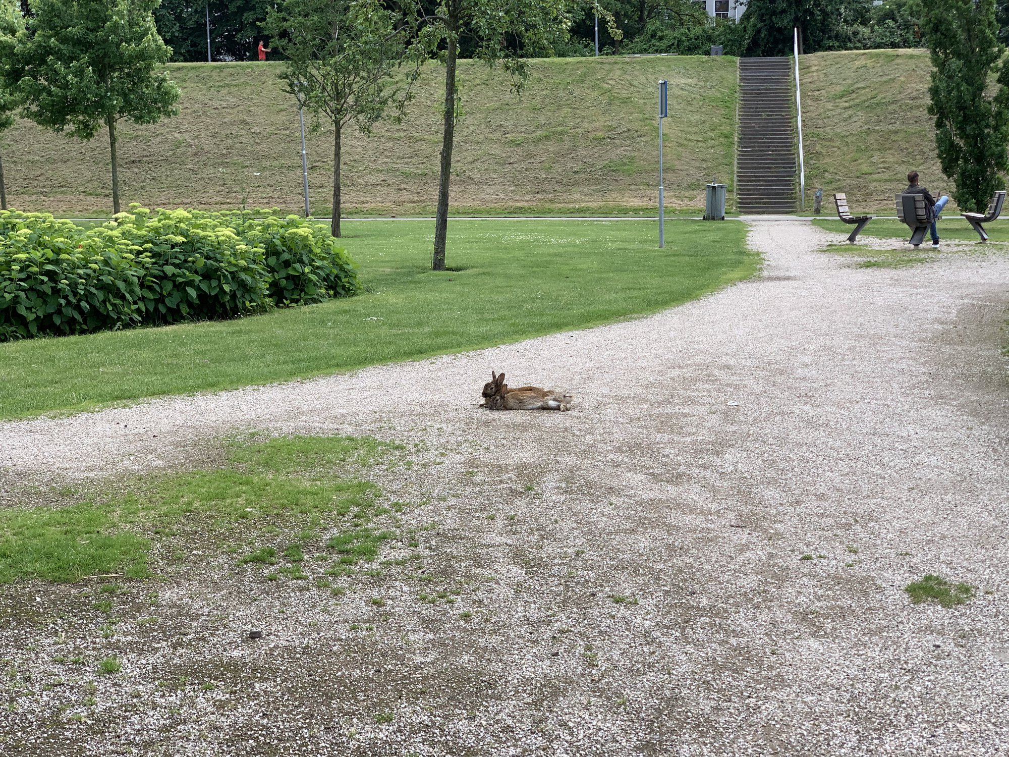 Two rabbits lie on the road as a happy cute couple